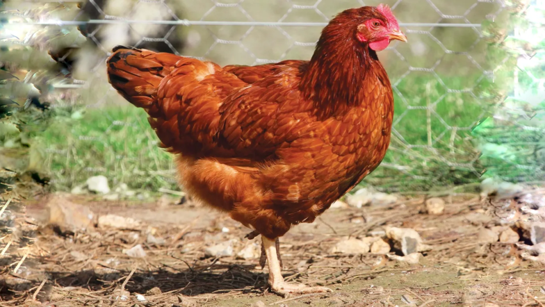 5 erreurs a eviter absolument pour un elevage de poules pondeuses reussi