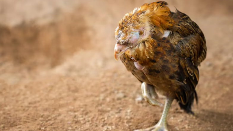 5 maladies les plus mortelles chez les poulets de chair