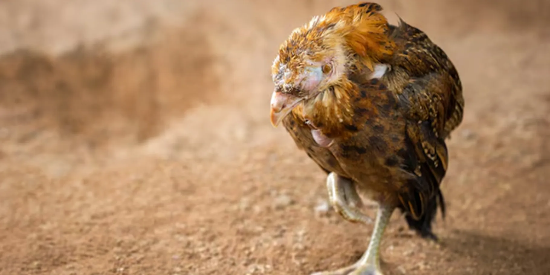 5 maladies les plus mortelles chez les poulets de chair