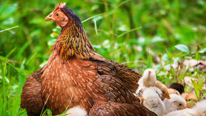 elever des poussins