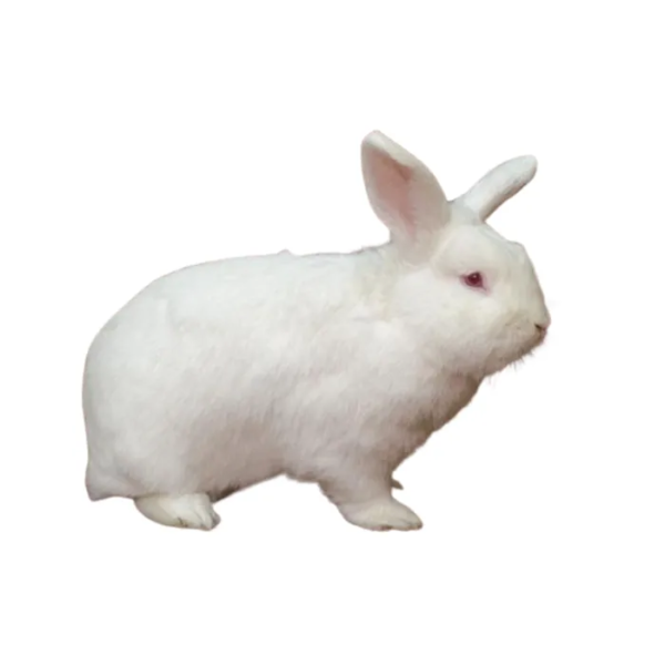 lapin-neo-zelandais-2-700x700