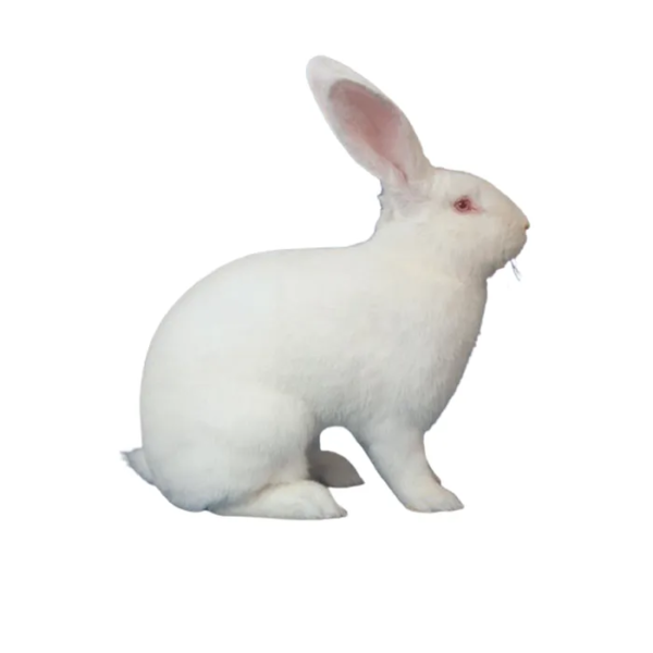lapin-neo-zelandais-700x700