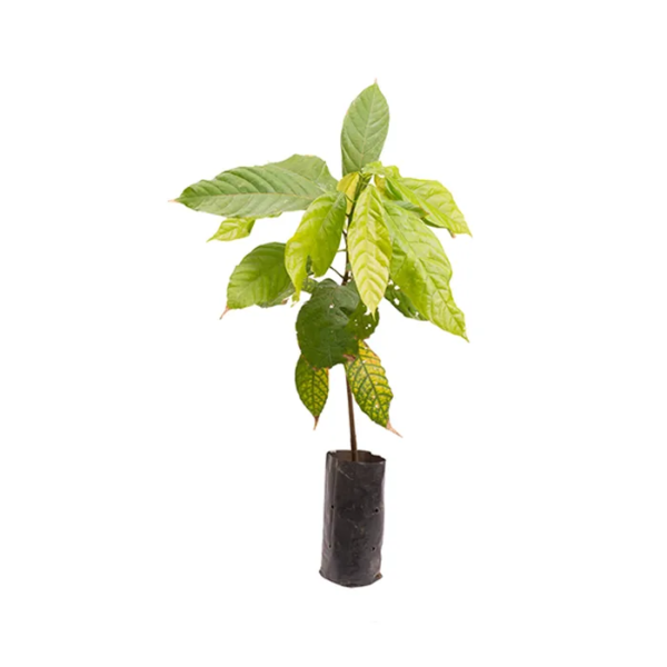 plant-de-cacaoyer-700x700
