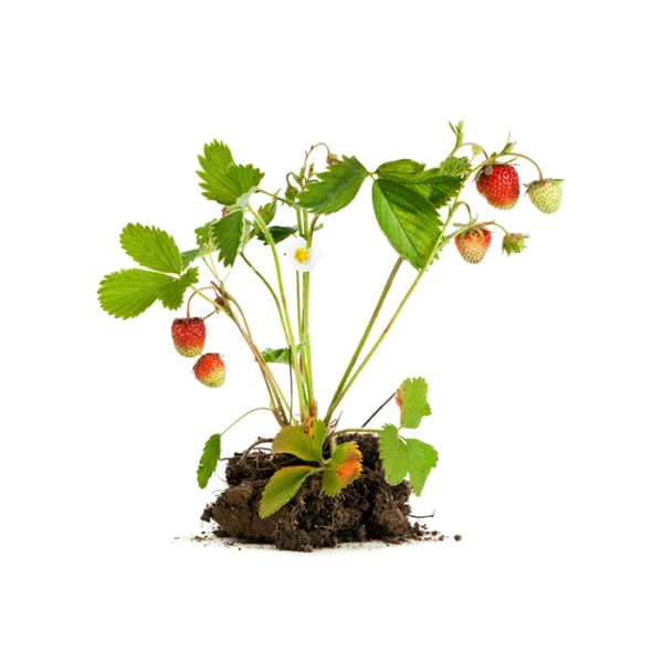 plant-de-fraisier-700x700