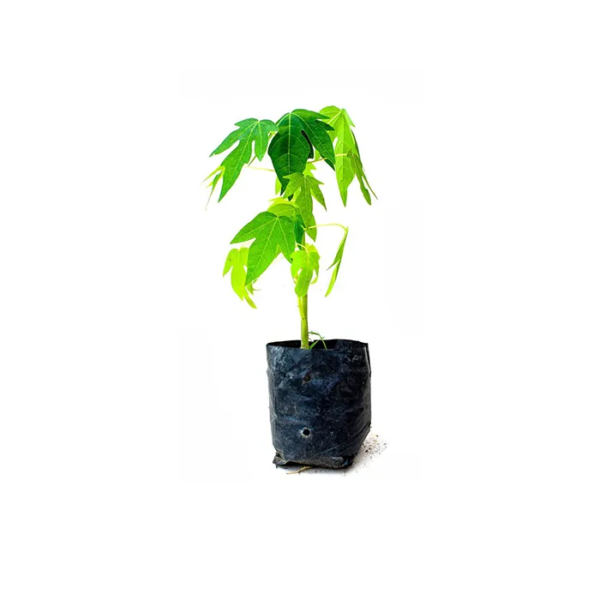 plant-papayer-700x700