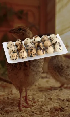 oeuf de caille ads