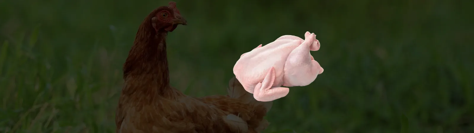 slider poulet nettoye ads - bg